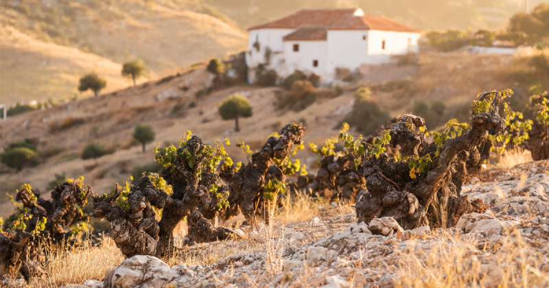Rioja Wine Region: Spain’s Cathedral of Tempranillo & the Art of Oak Aging|Yearts