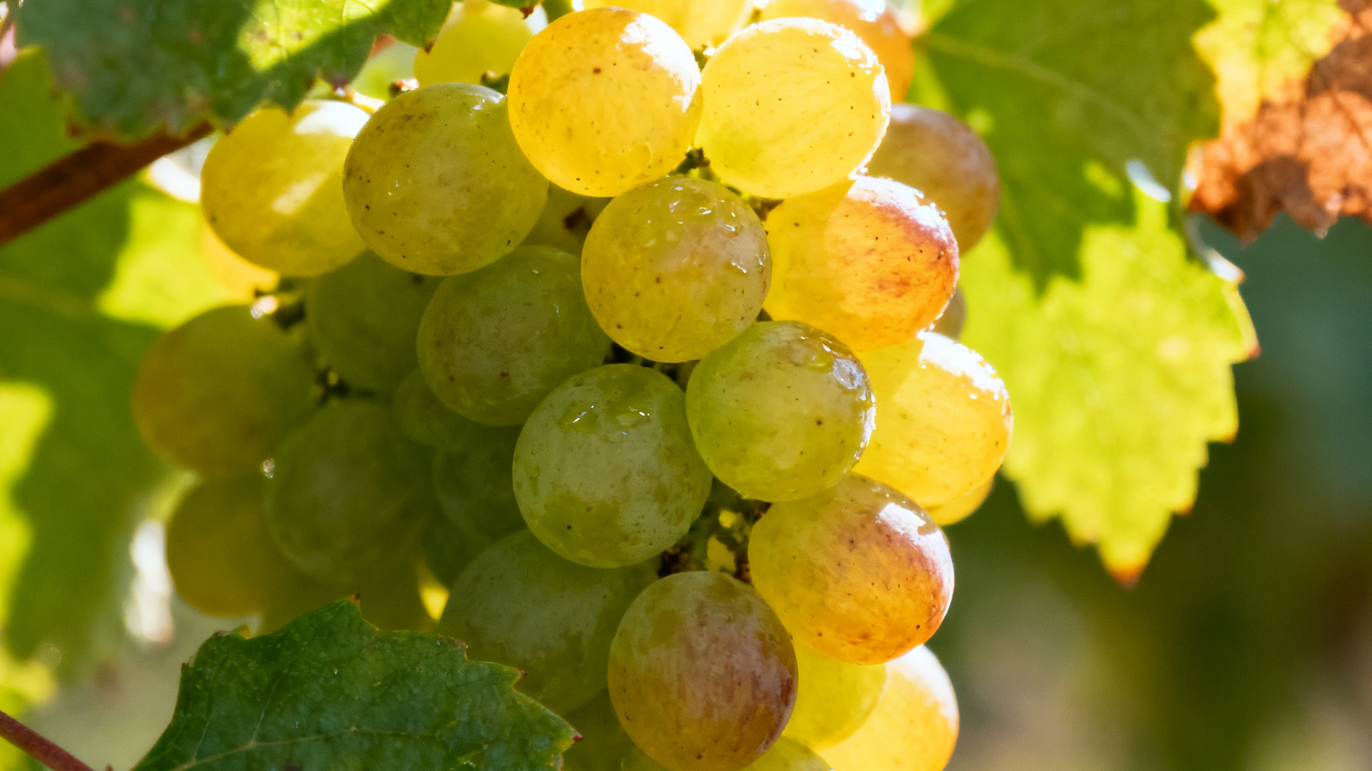 Roussanne: Aromatic Rhône White Grape with Rich Texture & Nutty Complexity-Yearts