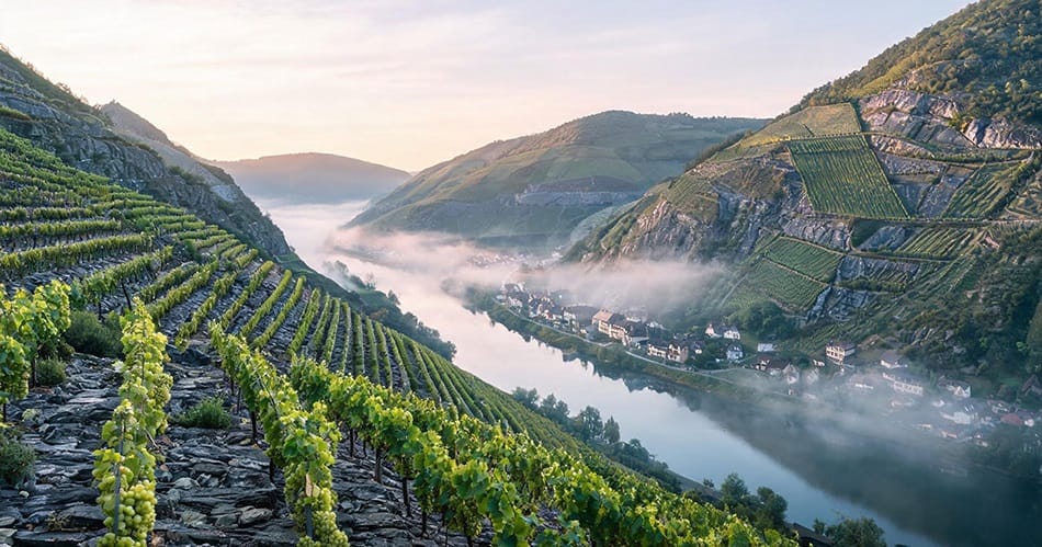Riesling Wine Guide: The Complete Guide to the World’s Greatest White Grape