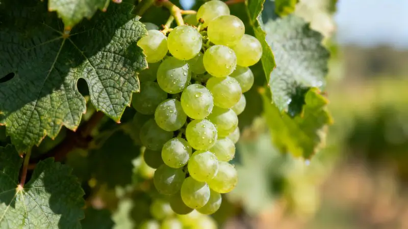 Semillon: Classic Bordeaux White Grape with Waxy Texture & Aging Depth|Yearts