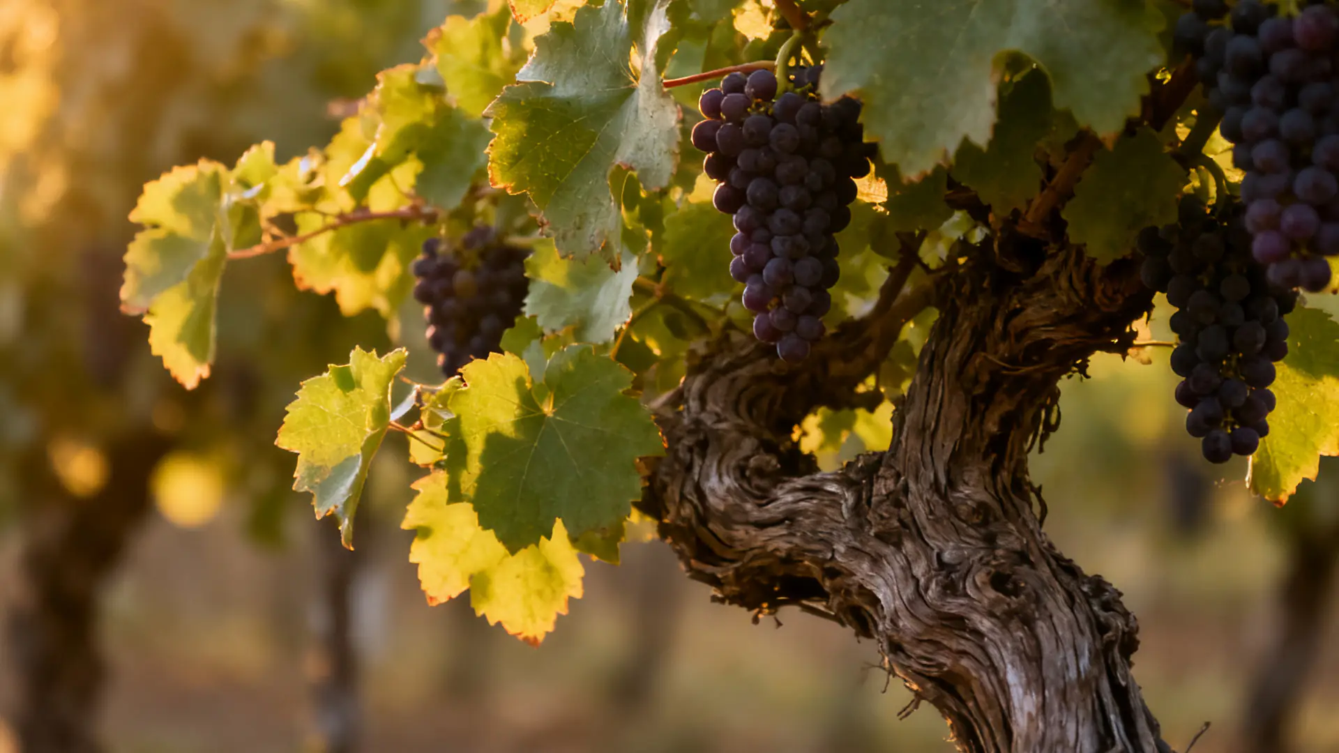 Grape Talk|Yearts